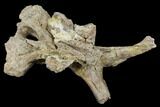Mosasaur (Platecarpus) Parietal Bone - Kansas #114022-2